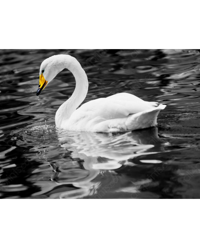 Cisne blanco