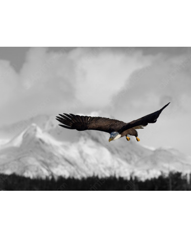 Aguila real Aguila real