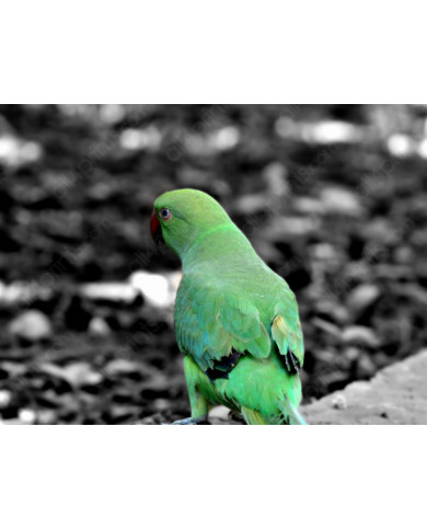 Loro verde Loro verde