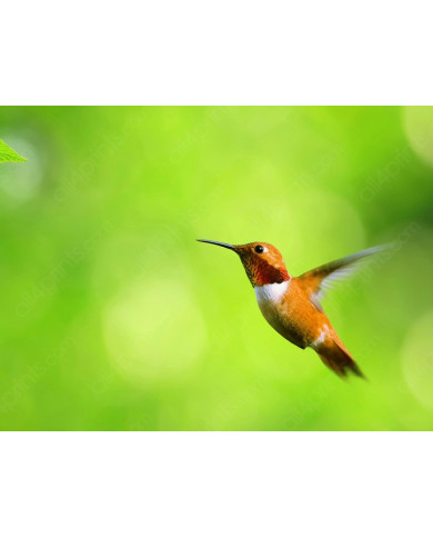 Colibrí Colibrí