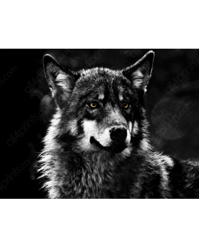 Lobo Lobo