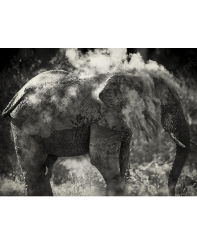 Elefante limpiándose,Parque Nacional Etosha,Namibia Elefante limpiándose,Parque Nacional Etosha,Namibia