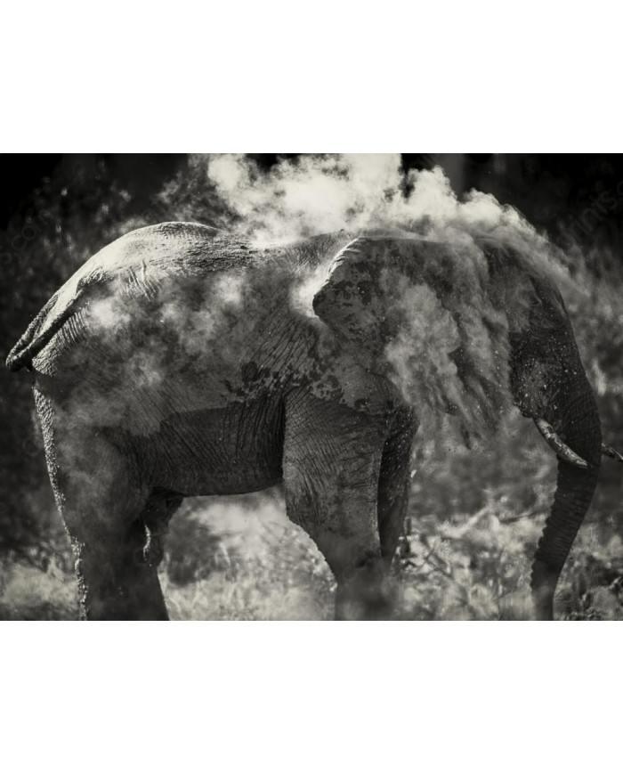 Elefante limpiándose,Parque Nacional Etosha,Namibia