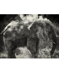 Castillo Hirosaki,Japón