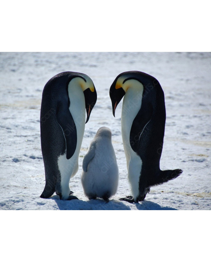 Familia de pingüinos emperador en forma de amor,Antártida
