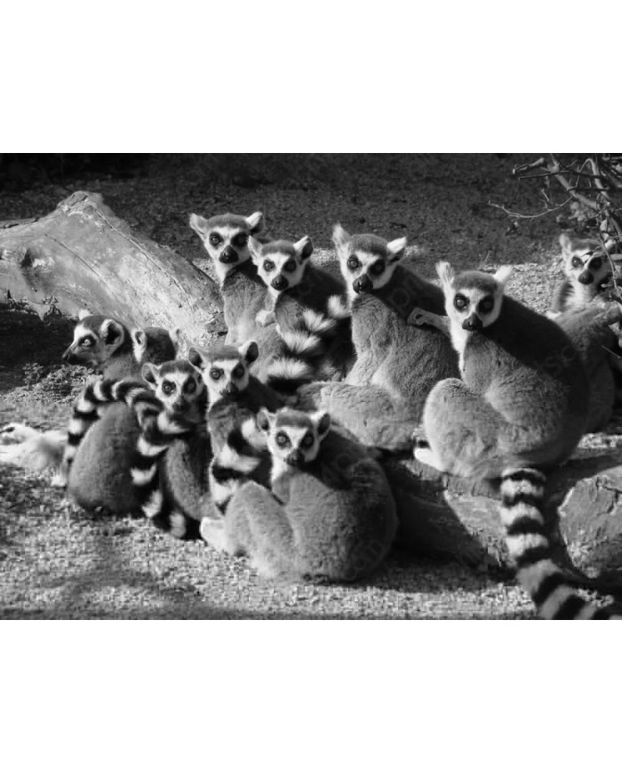 Lemures,Parque Nacional de Ankarana,Magadascar