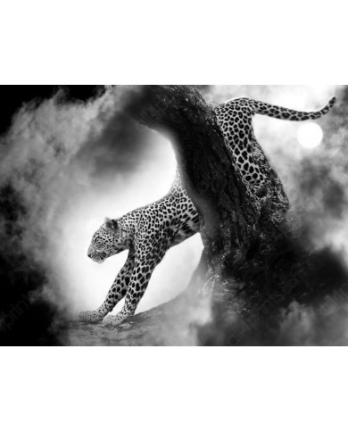 Leopardo cazando,Parque Nacional Kruger,SudÁfrica Leopardo cazando,Parque Nacional Kruger,SudÁfrica