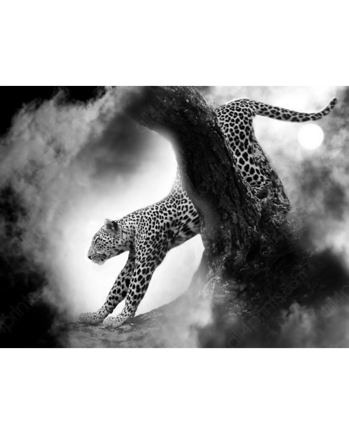 Leopardo cazando,Parque Nacional Kruger,SudÁfrica