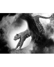 Leopardo cazando,Parque Nacional Kruger,SudÁfrica