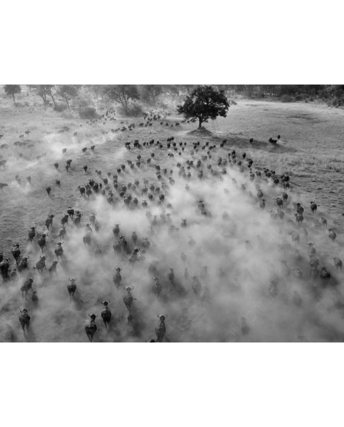 Migracion de animales,Parque Nacional Serengueti,Tanzania