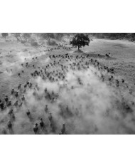 Leopardo cazando,Parque Nacional Kruger,SudÁfrica