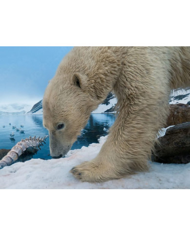 Oso polar,Antártida Oso polar,Antártida