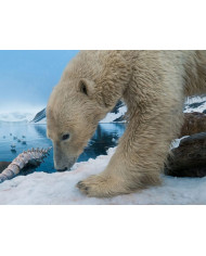 Osos polares,Canadá