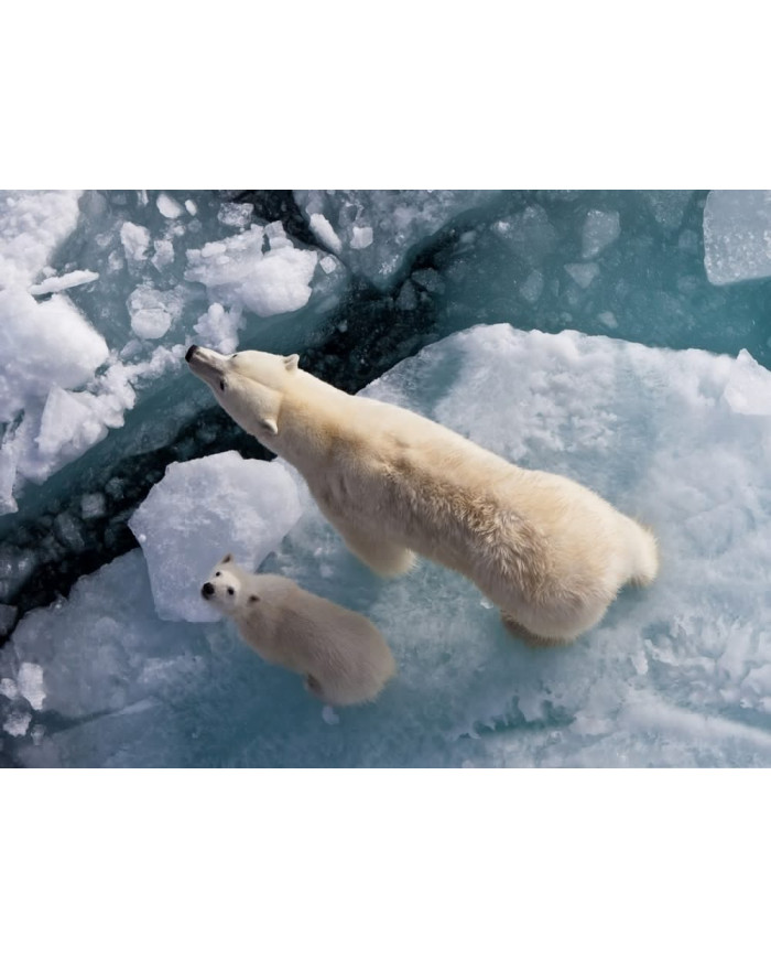 Osos polares,Canadá