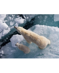 Pareja de cisnes amorosos