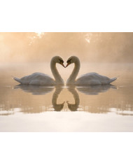 Pareja de cisnes amorosos