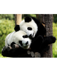 Pareja de cisnes amorosos