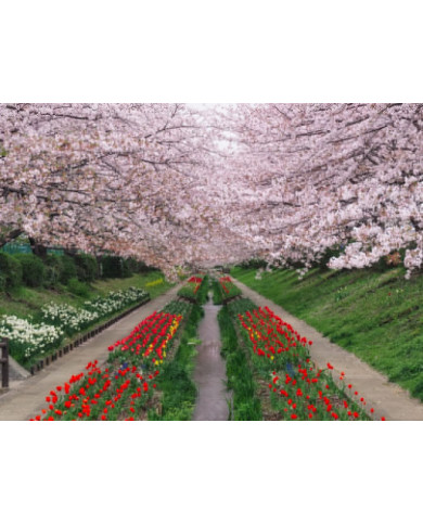 Promavera,Japón Promavera,Japón