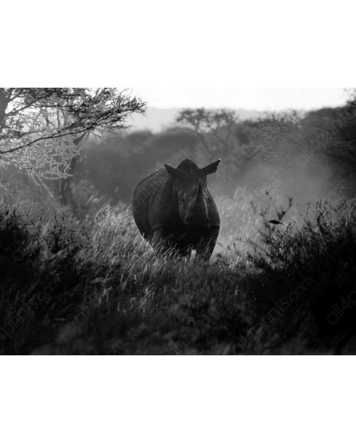 Rinoceronte,Parque Nacional Kruger,SudÀfrica