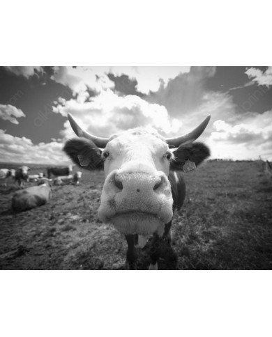 Vaca divertida Vaca divertida