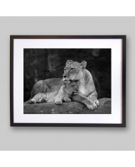 Leona con su cachorro, Parque Nacional Masai Mara, Kenia