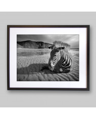 Cebra africana, Parque Nacional Kruger, SudÁfrica