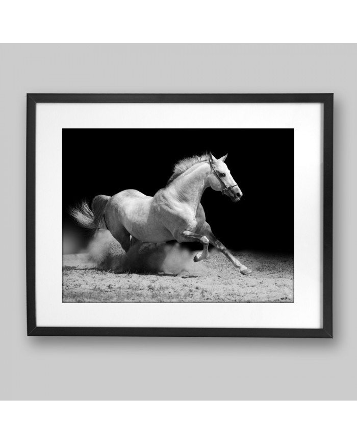 Caballo blanco cabalgando