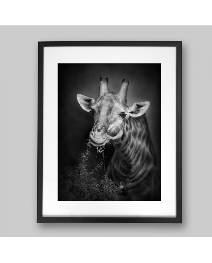 Jirafa, parque nacional Serengueti, Tanzania