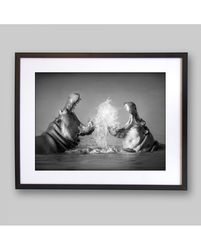 Lucha de hipopótamos, parque natural Serengueti, Tanzania