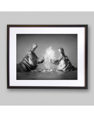 Lucha de hipopótamos, parque natural Serengueti, Tanzania