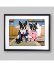 Pareja de boston terriers disfrazados