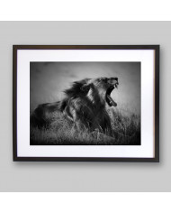 Rugido del león, Parque Nacional Nacional de los Volcanes, Ruanda