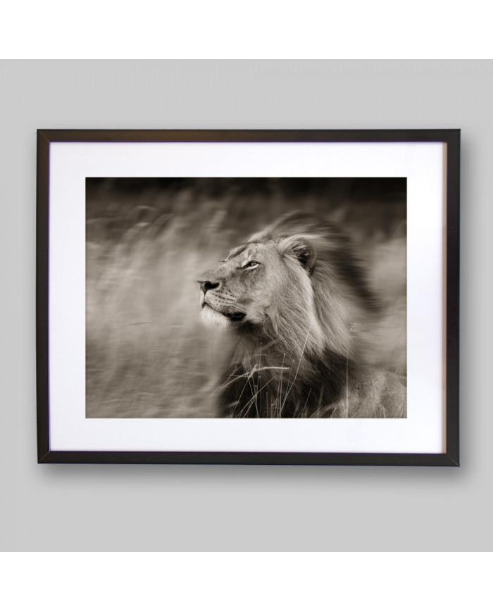 Un león difrutando del viento,Parque Nacional Serengueti,
