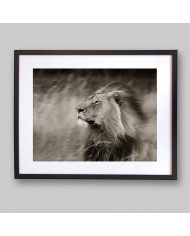 Un león difrutando del viento,Parque Nacional Serengueti,