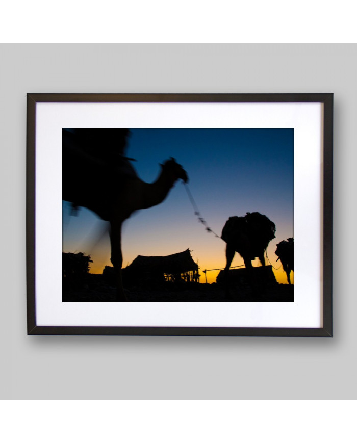 Camellos por el desierto de Marrakech,Marruecos