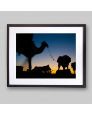 Camellos por el desierto de Marrakech,Marruecos