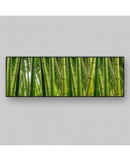 Bosque de bambús,India