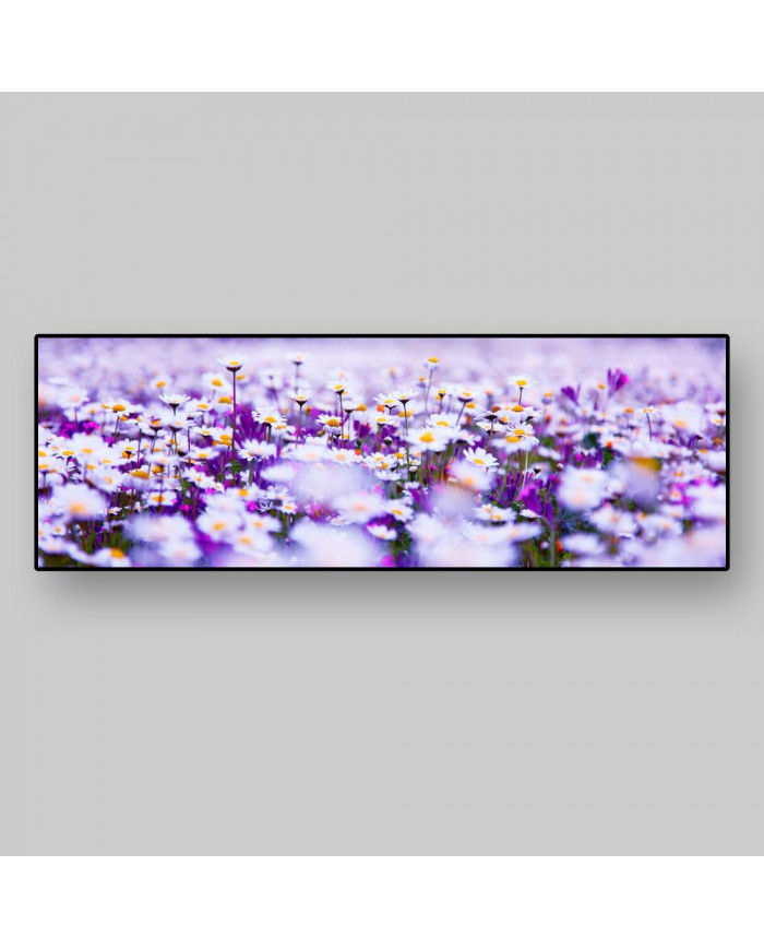 Margaritas en primavera