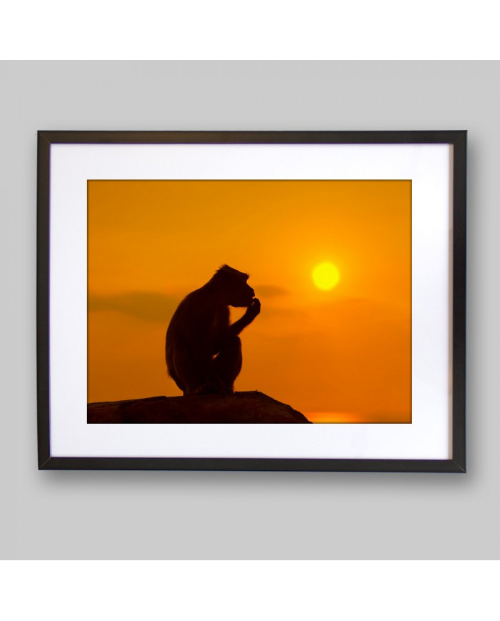 Mono al atardecer,Parque Nacional Serengueti,Tanzania