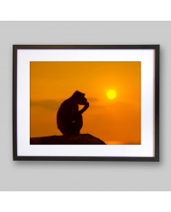 Mono al atardecer,Parque Nacional Serengueti,Tanzania