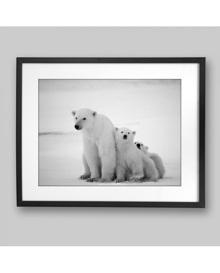 Osos polares, Canadá