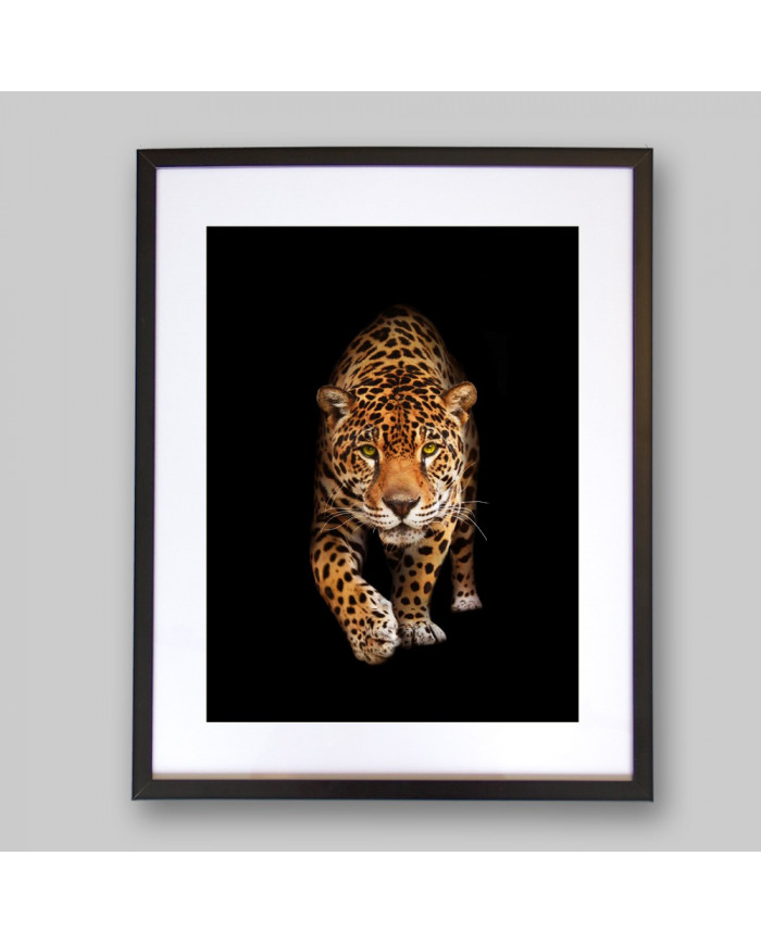 Retrato de un jaguar, Costa Rica