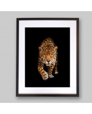 Retrato de un jaguar, Costa Rica