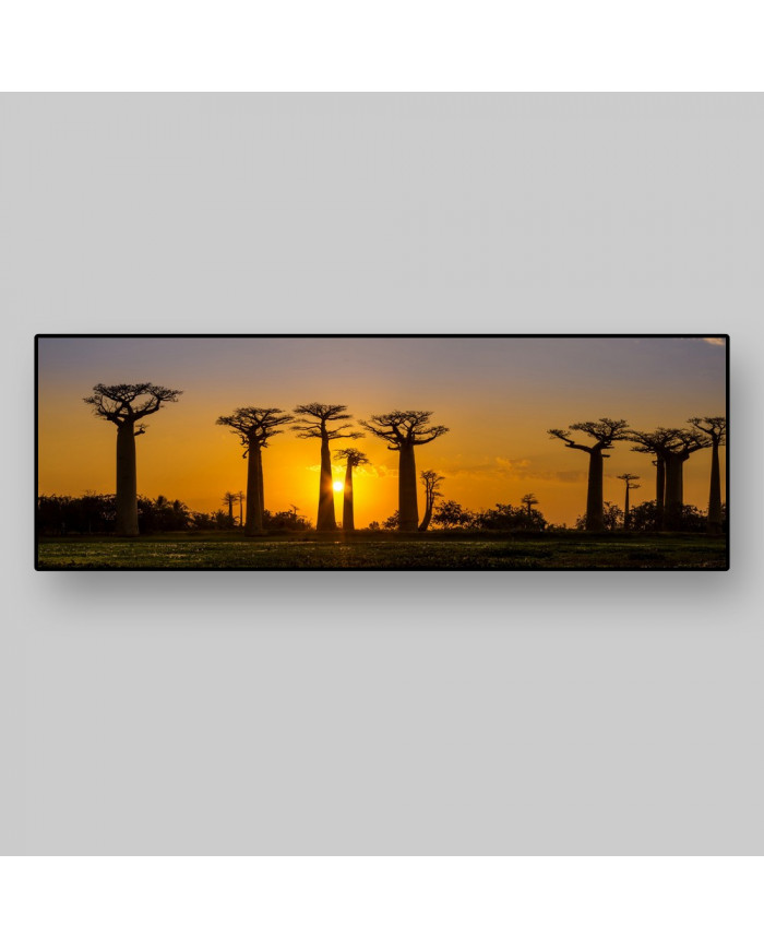 Bosque de baobabs, Madagascar