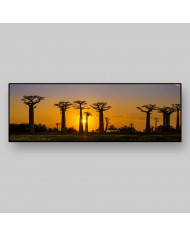 Bosque de baobabs, Madagascar