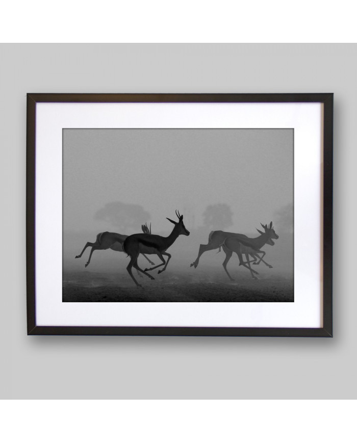 Antílopes en estampida,Kruger National Park,Sudáfrica