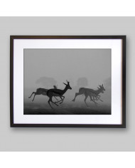 Antílopes en estampida,Kruger National Park,Sudáfrica