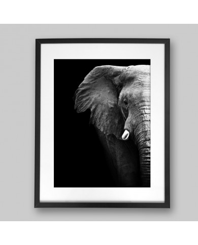 Portrait of an elephant, Serengeti National Park, Tanzania