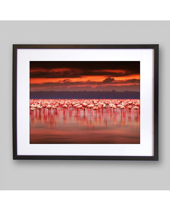 Flamencos en el lago del Parque Nacional de Nakuru, Kenia