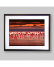 Flamencos en el lago del Parque Nacional de Nakuru, Kenia